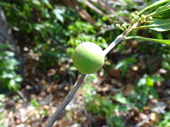Pouteria campechiana