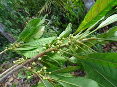 Pouteria campechiana
