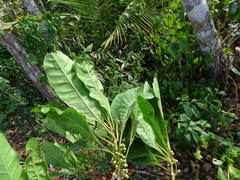 Pouteria campechiana