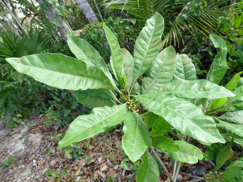 Image of Lucuma campechiana by (c) Alexis López Hernández, some rights reserved (CC BY)