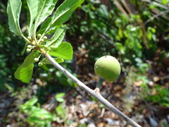 Pouteria campechiana