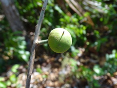 Pouteria campechiana