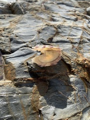 Pterioidea