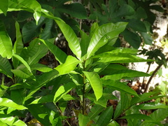 Pouteria campechiana