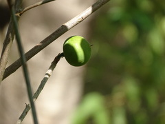 Pouteria campechiana