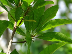 Pouteria campechiana