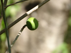 Pouteria campechiana
