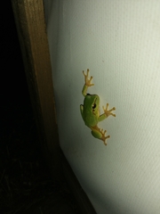 Hyla orientalis