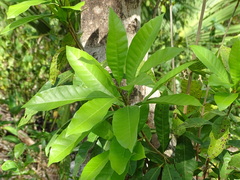 Pouteria campechiana