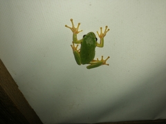 Hyla orientalis