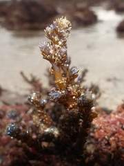 Ericaria selaginoides