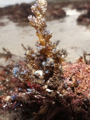 Ericaria selaginoides