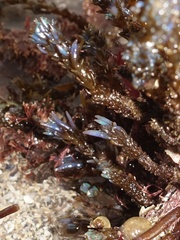 Ericaria selaginoides