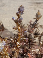 Ericaria selaginoides