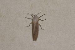 Creatonotos transiens vacillans
