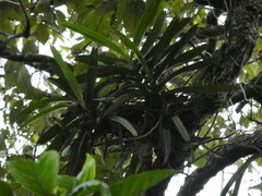 Cyrtorchis