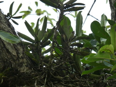 Cyrtorchis