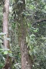 Diaphananthe pellucida