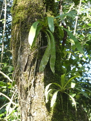 Diaphananthe pellucida
