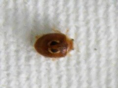 Clitostethus arcuatus