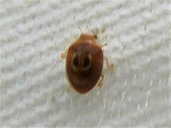 Clitostethus arcuatus