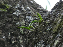 Polystachya golungensis