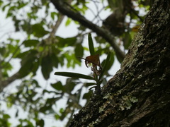 Cyrtorchis