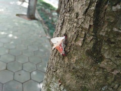 Spilarctia subcarnea