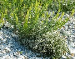 Asperula tephrocarpa