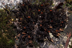 Schistidium crassipilum