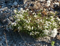 Asperula tephrocarpa
