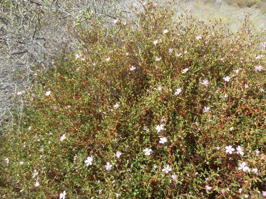 Frankenia uncinata