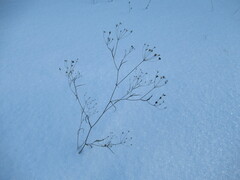 Bupleurum scorzonerifolium