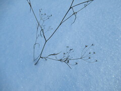 Bupleurum scorzonerifolium