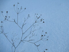 Bupleurum scorzonerifolium