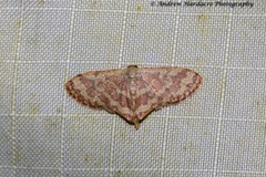 Lophophleps phoenicoptera