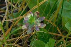 Euphorbia nicaeensis