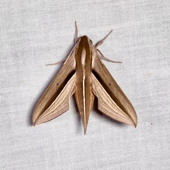 Theretra silhetensis