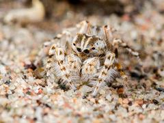 Yllenus turkestanicus