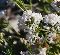 Asperula tephrocarpa