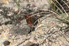 Chrysoritis pyroeis hersaleki