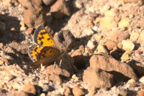 Subspecies Chrysoritis pyroeis hersaleki · iNaturalist