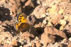 Chrysoritis pyroeis hersaleki