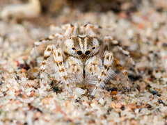 Yllenus turkestanicus