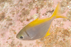 Schuettea scalaripinnis