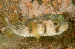 Dicotylichthys punctulatus