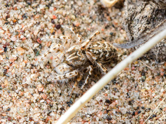 Yllenus turkestanicus