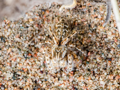 Yllenus turkestanicus