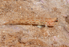 Istigobius hoesei