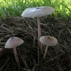 Bolbitius coprophilus